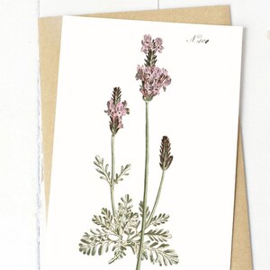 Ensemble de cartes de voeux fleurs botaniques : imprimé floral lavande n° 2 publié à l'origine à Londres dans les années 1790 (blanc brillant)