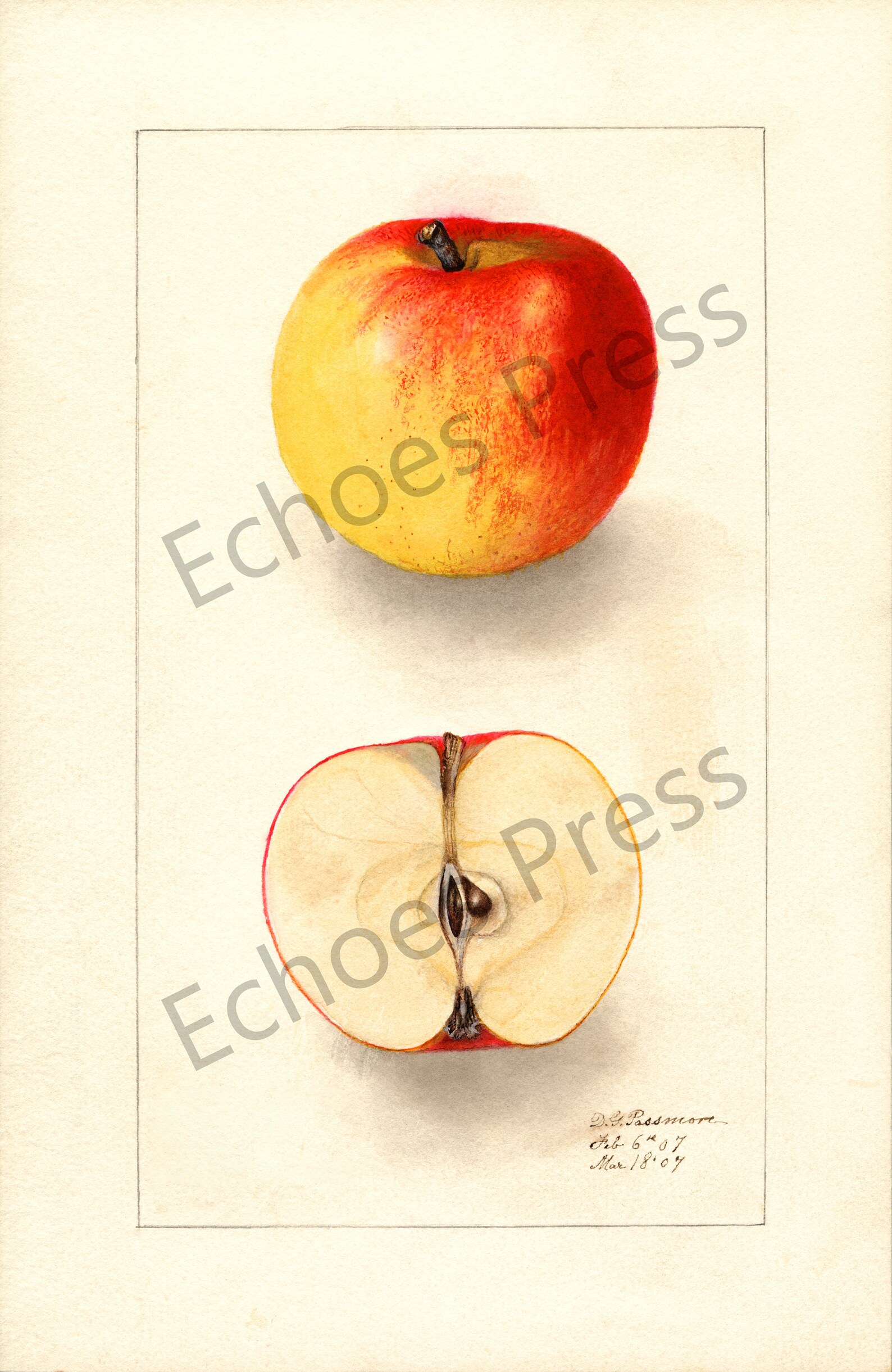Vintage Botanical Print Fruit Print Collection 9 Apples Art Etsy