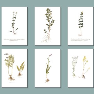 Set wenskaarten botanische bloemen: van een anonieme 19e-eeuwse Franse kunstenaar (helderwit)