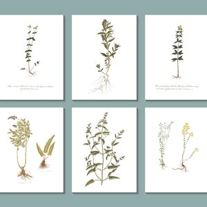 Set wenskaarten botanische bloemen: van een anonieme 19e-eeuwse Franse kunstenaar