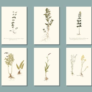 Paleta da Natureza: Pacote de Cartões de Saudação com Flores Botânicas e Envelopes De um artista francês anônimo do século XIX