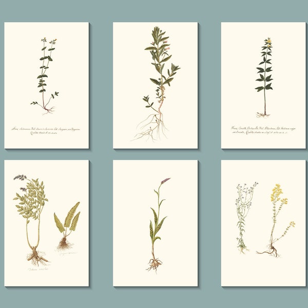 Palette de la nature : lot de cartes de voeux fleurs botaniques avec enveloppes d'un artiste français anonyme du XIXe siècle