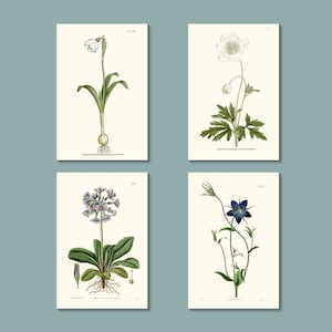 Botanical Greeting Cards Set:  Purple/blue and white flower cards originally published between the 1790s & 1850s in London (natural white)