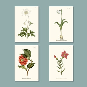 Botanisches Grußkarten-Set: Blühende Blumenkarten, ursprünglich in den 1790er Jahren in London veröffentlicht (natürliches weiß)