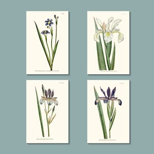 Ensemble de cartes de voeux botaniques : iris violets et blancs, initialement publié dans les années 1790 à Londres (blanc naturel)