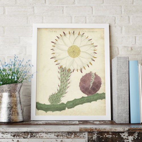 Cactus Wall Print Home Decor: Natures Prints, Antique Cactus Wall Art, Southwest Decor, Cactus Flower Art