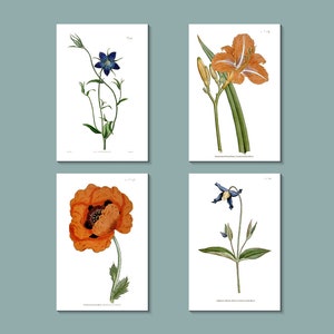 Jeu de cartes de voeux botaniques : cartes de fleurs violettes/bleues et orange publiées à l'origine entre les années 1790 et 1850 à Londres (blanc brillant)