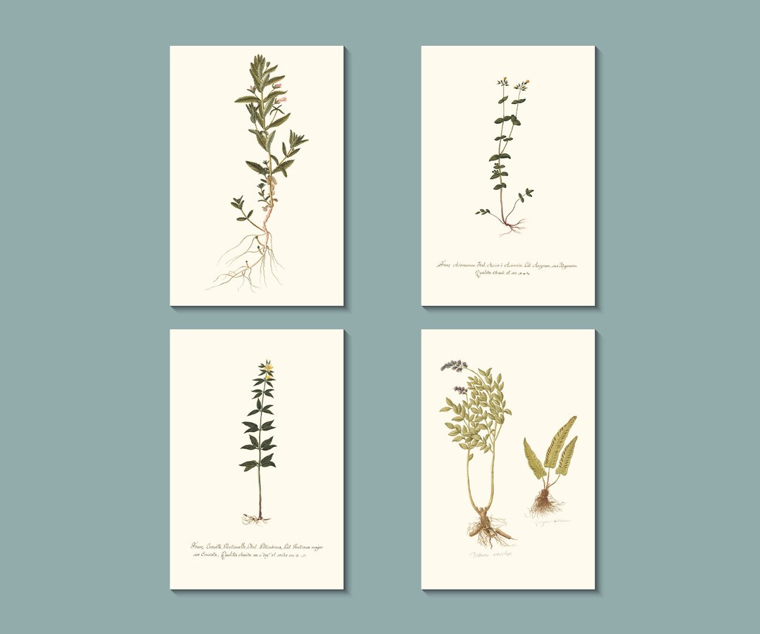 Botanical Greeting Cards: 19th Century Wildflower Art (blank Inside) - Etsy