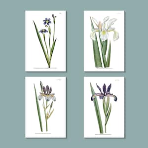 Ensemble de cartes de voeux botaniques : iris violets et blancs, initialement publié dans les années 1790 à Londres (blanc brillant)
