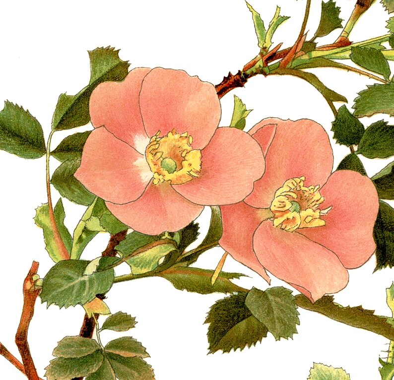 Pink Rose Art Print Wall Decor Roses Botanical Flower Wall Etsy