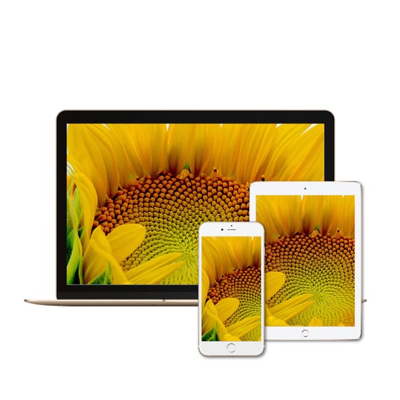 Sunflower Cellphone Wallpaper Yellow Floral Screensaver Etsy