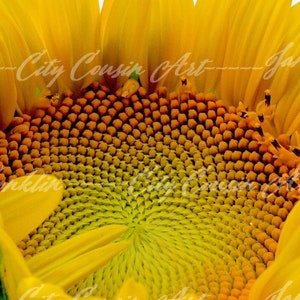 Sunflower Cellphone Wallpaper Yellow Floral Screensaver Etsy