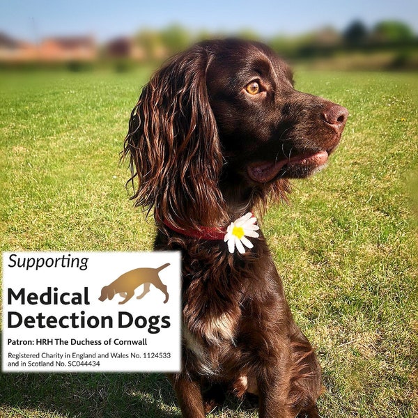 Medical Detection Dogs Charity Hand Made Daisy Dog Collar Accessory, Daisy Felt Flower