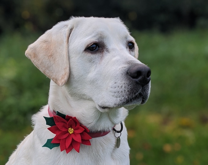 Holly Dog Collar Accessory Christmas Pet Accessories Christmas Gifts