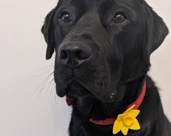Hand Made Daffodil Dog Collar accessory, Yellow Daffodil