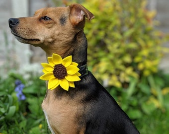 Hand Made Sunflower Dog Collar accessory