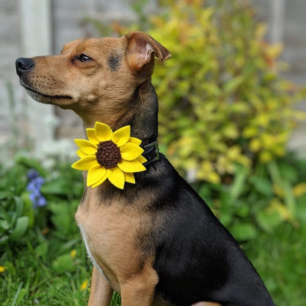 Hand Made Sunflower Dog Collar accessory