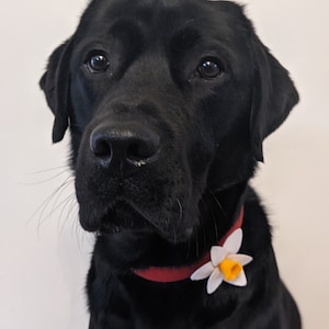 Hand Made Daffodil Dog Collar accessory, White or Yellow Daffodil image 4