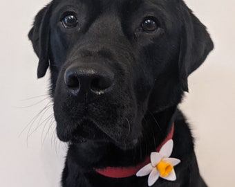 Hand Made Daffodil Dog Collar accessory, White Daffodil