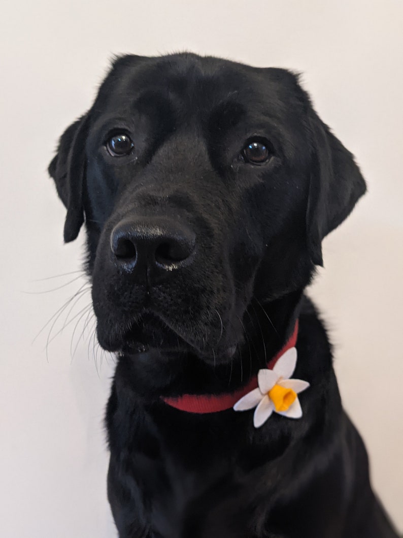 Hand Made Daffodil Dog Collar accessory, White or Yellow Daffodil image 4