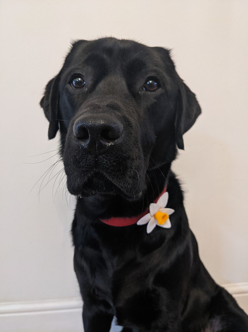 daffodil dog collar