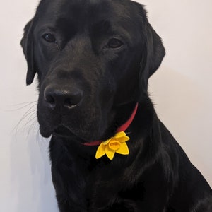 Hand Made Daffodil Dog Collar accessory, White or Yellow Daffodil image 10