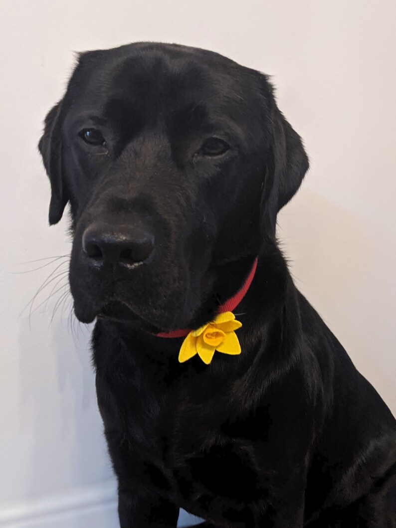 Hand Made Daffodil Dog Collar accessory, White or Yellow Daffodil image 10