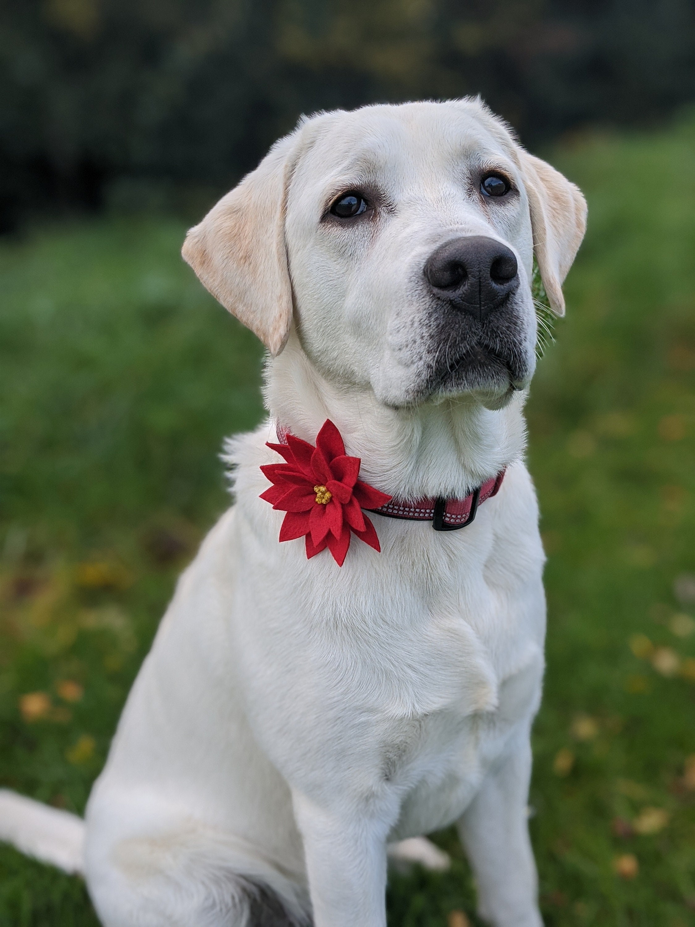 Etsy collars cheap