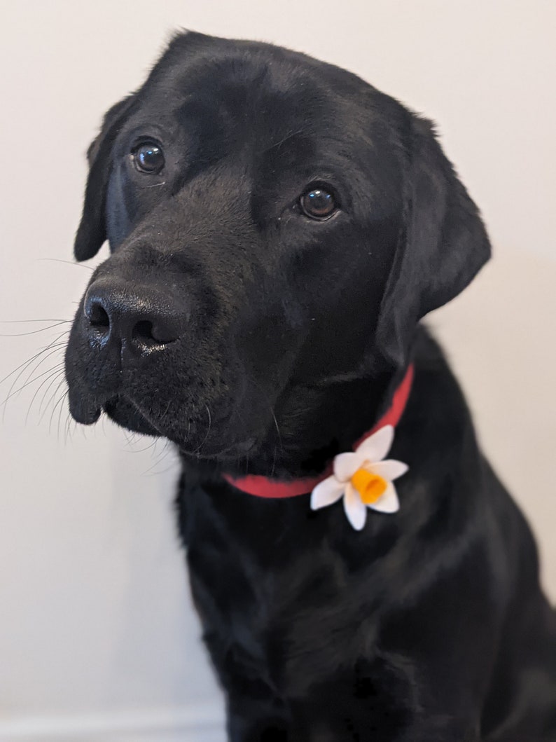 Hand Made Daffodil Dog Collar accessory, White or Yellow Daffodil image 7