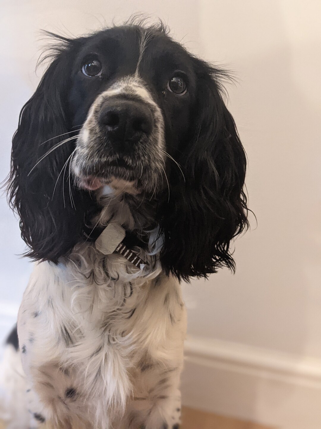 Hand Made Thors Hammer mjolnir Dog Collar Etsy
