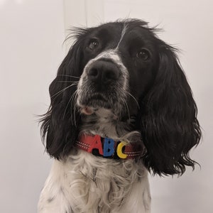 Könnte beinhalten: Ein schwarz-weißer Springer Spaniel mit einem roten, blauen und gelben Halsband mit den Buchstaben "ABC" darauf. Der Hund schaut nach oben und hat einen weißen Fleck auf der Brust.