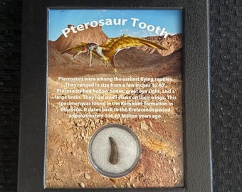 Genuine Dinosaur Fossil Pterosaur Tooth