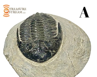 RARE Trilobite Fossil Genuine