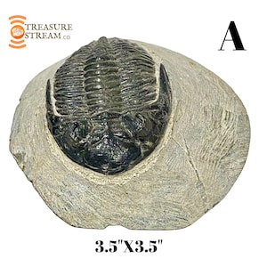 RARE Trilobite Fossil Genuine