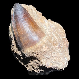 May include: A large, fossilized dinosaur tooth embedded in a brown rock. The tooth is brown and has a pointed tip.