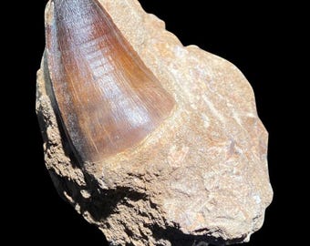 Large Mosasaur Tooth In Matrix