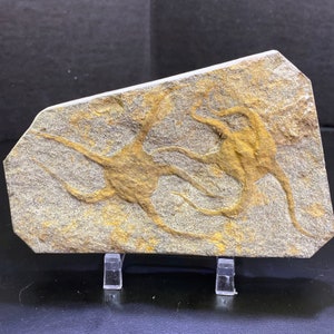 Fossil Brittle Star Fish 2 Stars RARE
