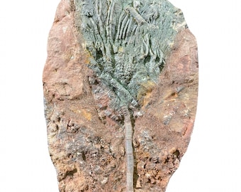 Crinoid Marine Fossil, Lily Of The Sea