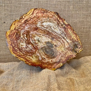 Large Petrified Wood Slaps AAA Quality