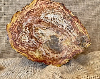 Large Petrified Wood Slaps AAA Quality