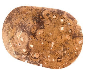 Ammonite Orthoceras Fossil Dish Platter and Plate 400 Million Years Old