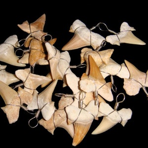 100pc Dealers Lot Bulk Price Wholesale Wire Wrapped Shark Teeth - Small Quantity 100