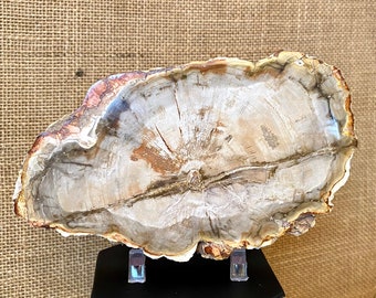 Petrified Wood Slaps AAA Quality