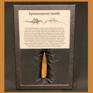 Spinosaurus Tooth Dinosaur Fossil