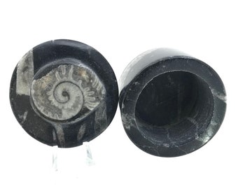 Ammonite Goniatite Orthoceras Fossil Stone Box Jar Genuine 400 Million Years Old