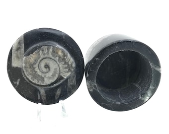 Ammonite Goniatite Orthoceras Fossil Stone Box Jar Genuine 400 Million Years Old