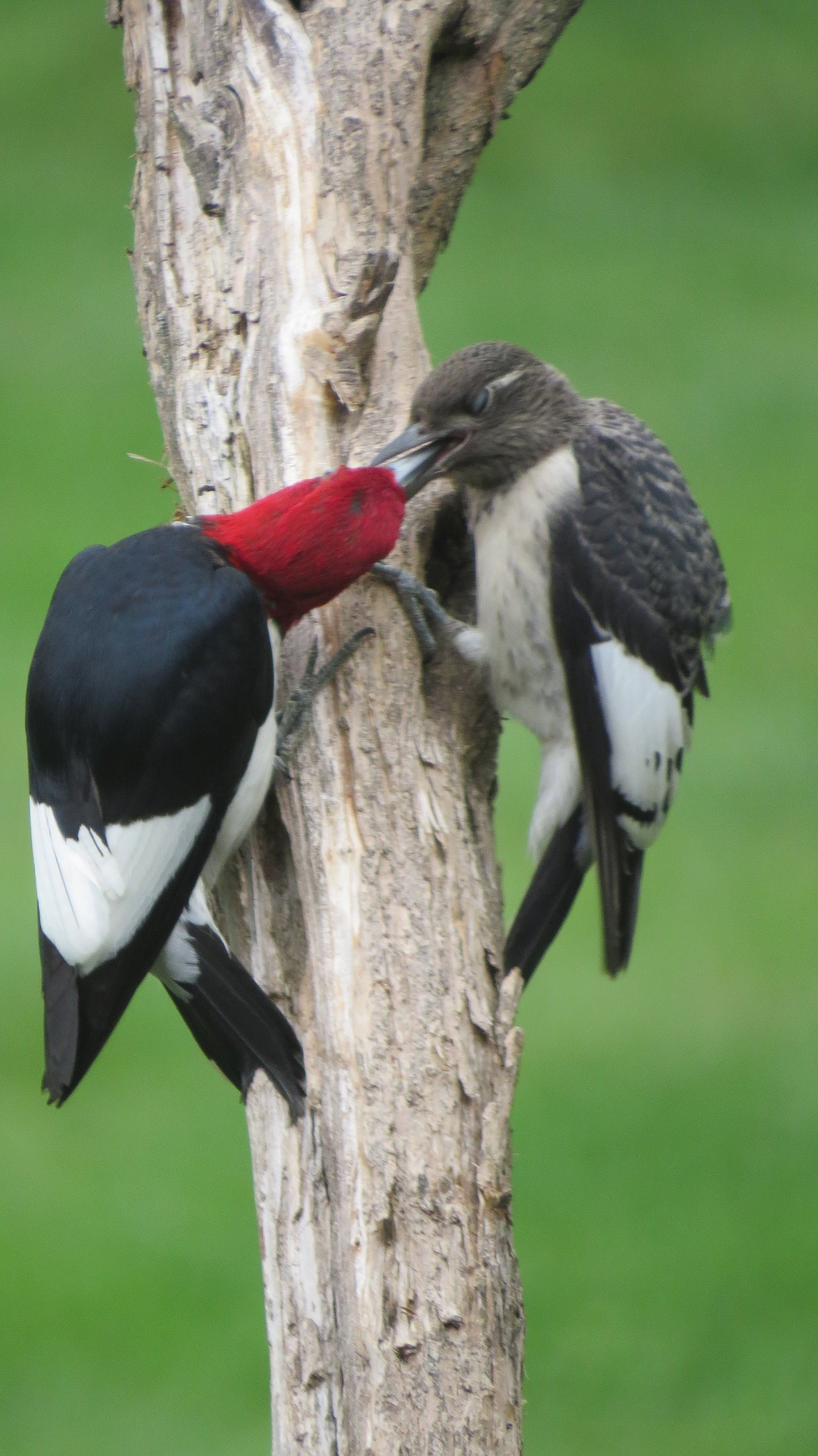 Red Headed Woodpecker Feeding Baby | Etsy