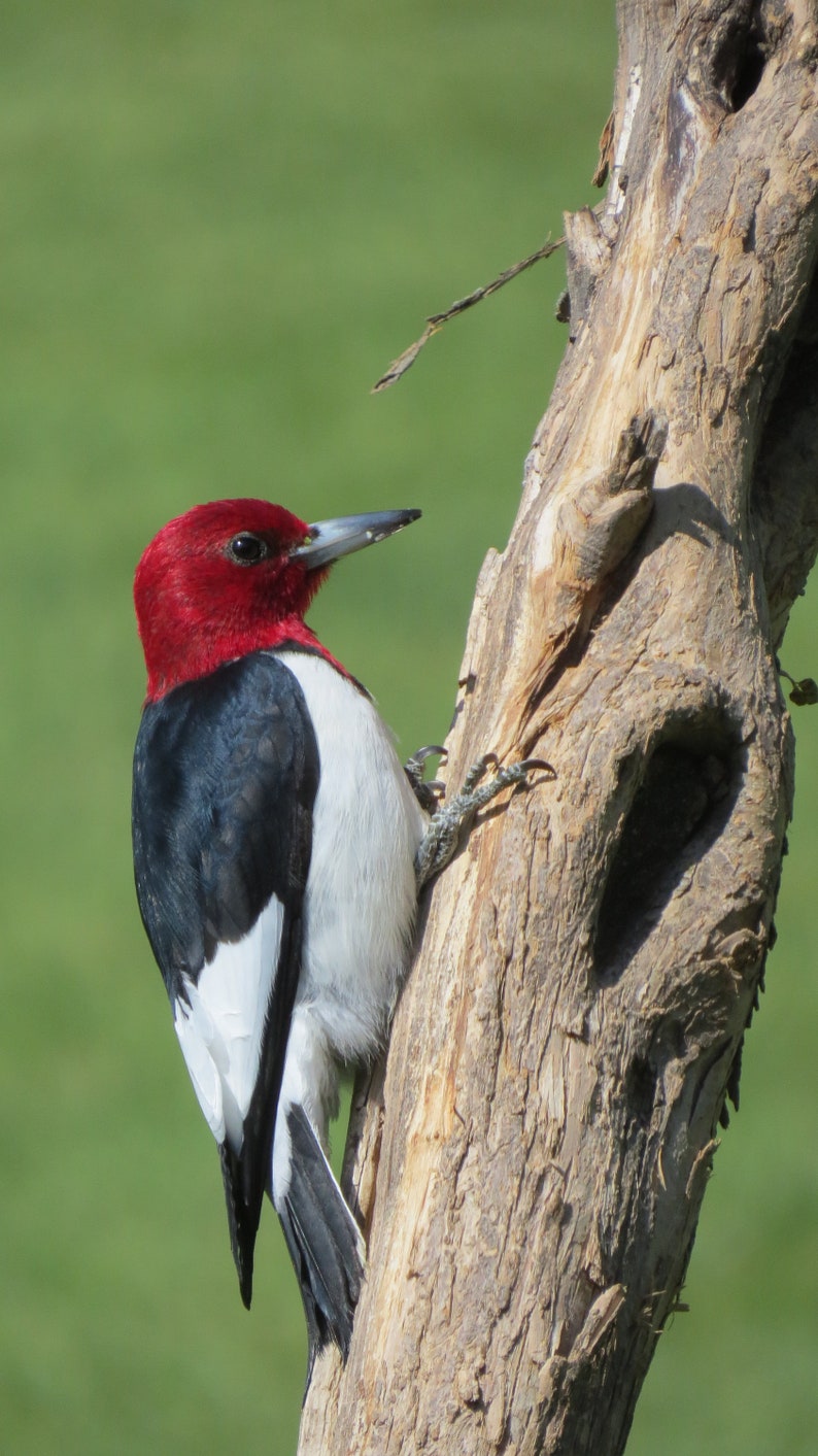 Red Headed Woodpecker Profile by BKRIEWALLPHOTOART | Etsy