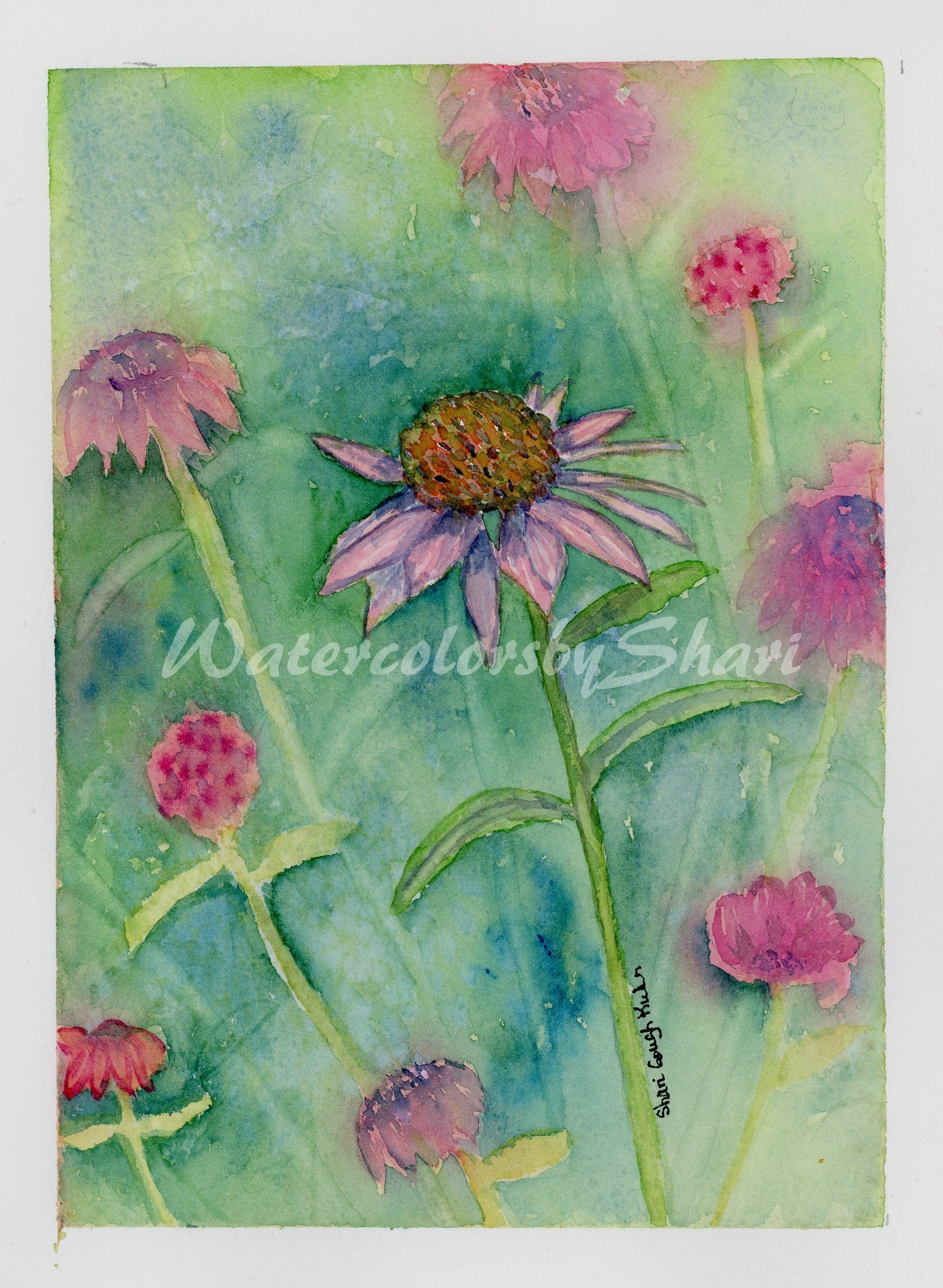 Pink Coneflower Watercolor Print by Shari Kuhn Floral Etsy