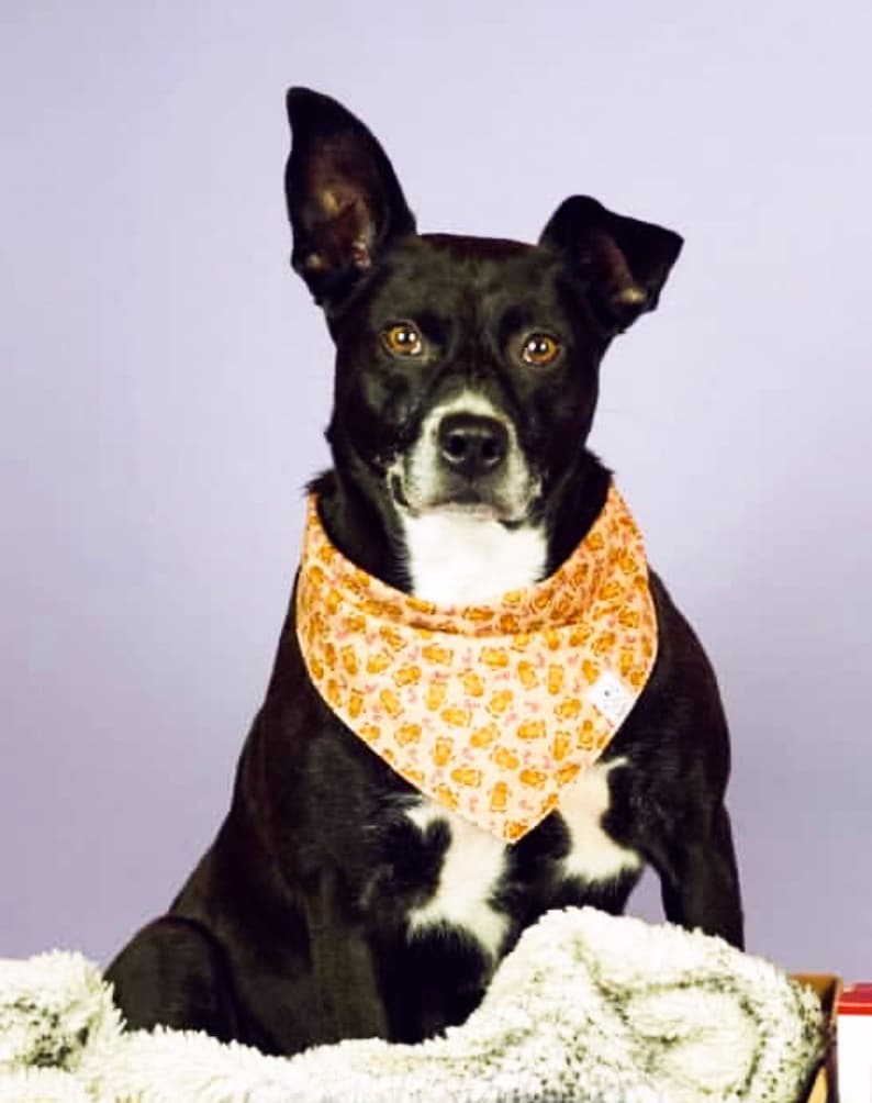 Dog Bandanas Christmas Bandana for Dog Bandanas for Dogs Gingerbread Dog Bandana Pawpin Pets Christmas Dog Bandana Dog Bow Tie